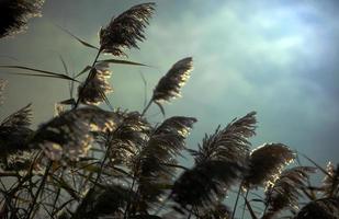 schöne pflanze schilfflora in der natur aussenansicht foto