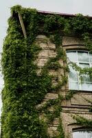 Backstein Haus bedeckt durch Grün Efeu foto