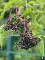 schwarz Holunderbeeren und Grün Blätter auf das Hintergrund foto