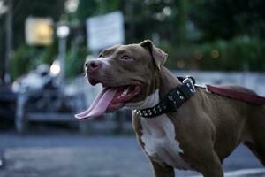 Nahaufnahme, Pitbull Hund von das Seite ist glücklich. foto