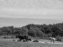 langeoog insel in der nordsee foto