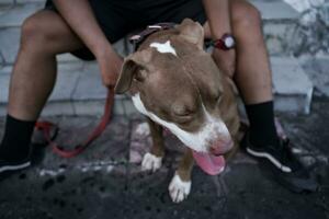 Nahaufnahme, ein braun Pitbull Hund Das seine Inhaber ist spielen mit im das Stadt. foto