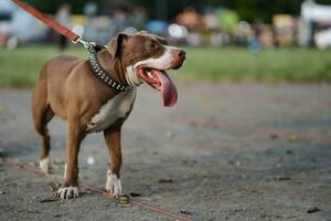 Nahaufnahme, Pitbull Hund von das Seite ist glücklich. foto