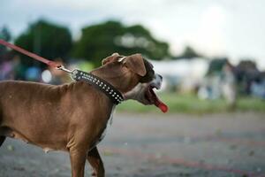 Nahaufnahme, Pitbull Hund von das Seite ist glücklich. foto