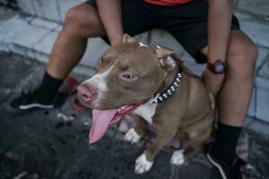 Nahaufnahme, ein braun Pitbull Hund Das seine Inhaber ist spielen mit im das Stadt. foto