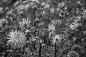 Sommerzeit in Westfalen foto