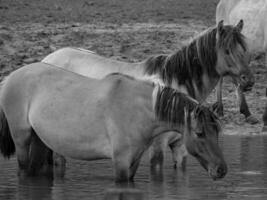 wild Pferde und Fohlen foto