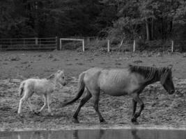 Wildpferde in Westfalen foto