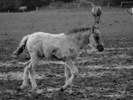 Wildpferde in Westfalen foto