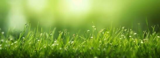 feucht frisch Gras im Frühling Sonne. saisonal Wiese Hintergrund mit Licht Bokeh und kurz Tiefe von Feld. ai generiert foto