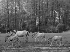 wild Pferde und Fohlen foto