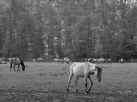 wild Pferde und Fohlen foto