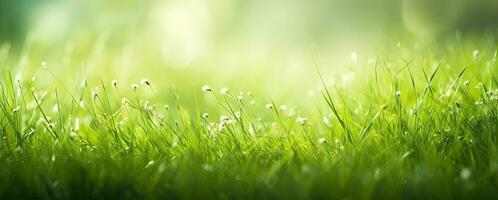 feucht frisch Gras im Frühling Sonne. saisonal Wiese Hintergrund mit Licht Bokeh und kurz Tiefe von Feld. ai generiert foto