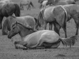 Pferde auf ein Deutsche Feld foto