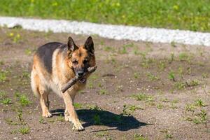 ein braun und schwarz Deutsche Schäfer Hund müde trägt ein Stock im es ist Mund. selektiv Fokus. das Hintergrund ist verschwommen. foto