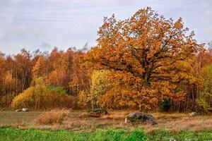 schick groß dick Eiche im das fallen im Gold Blätter gegen das Hintergrund von das Herbst Birke Wald. im das Vordergrund Grün Gras. auf das Boden sind groß Steine. foto