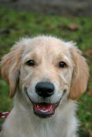 Porträt von ein golden Retriever Hund Welpe. das Hund ist glücklich zufrieden und lächelt. Mund offen, Reißzähne sichtbar. Grün Gras Hintergrund verschwommen. Ohren hängen runter. foto