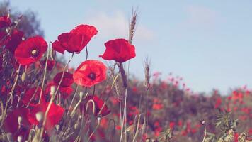 ein Feld mit Mohn Blumen zum ein bunt Hintergrund foto