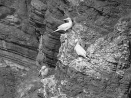 Insel Helgoland in der Nordsee foto