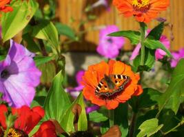 Schmetterling sitzt auf hell farbig Blumen foto