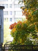 bunt Herbst Blätter auf das Baum Über das Zaun foto