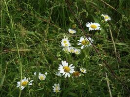 Gänseblümchen vereinbart worden schräg im Grün Gras foto