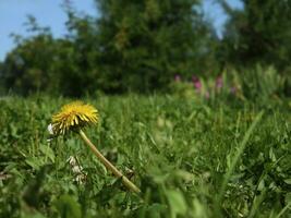 Gelb Löwenzahn auf das Hintergrund von Gras, Ales und Himmel foto