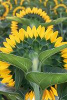 suchen in ein Sonnenblume Nahansicht im ein Feld von Sonnenblumen foto