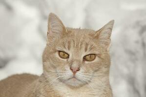 bräunen Tabby Katze draußen im das Schnee foto