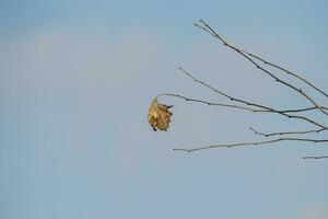 ein Single Blatt hängt aus ein Ast von ein Baum gegen ein Blau Himmel foto