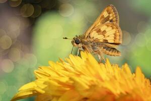 Nahansicht von ein Kapitän Schmetterling auf ein Sonnenblumen blühen foto