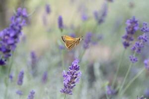 Kapitän Schmetterling steigt an durch das Luft im ein Lavendel Feld foto