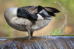 Kanada Gans putzt beim das Kante von ein Wasserfall foto