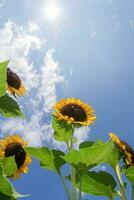 suchen oben beim Sonnenblumen wie hell Sonne scheint dow und Honig Bienen Arbeit foto
