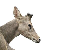 Hirsch im das Zoo auf ein Weiß Hintergrund foto