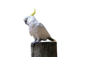 Papagei im Zoo auf Weiß Hintergrund foto