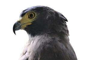 Adler im das Zoo auf ein Weiß Hintergrund foto