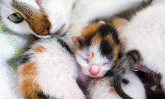 süßes süßes Haustier Kätzchen und Mama Katze foto