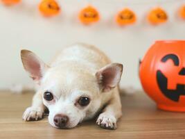 braun kurz Haar Chihuahua Hund Lügen Nieder auf hölzern Fußboden mit Halloween Eimer und Halloween Kürbisse Dekoration auf Weiß Mauer Hintergrund. suchen beim Kamera. foto