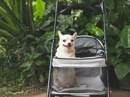 braun kurz Haar Chihuahua Hund Stehen im Haustier Kinderwagen im das Garten. lächelnd glücklich. foto