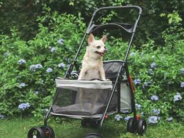 braun kurz Haar Chihuahua Hund Stehen im Haustier Kinderwagen im das Garten mit lila Blumen und Grün Hintergrund. lächelnd glücklich. foto