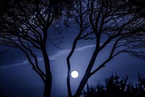 Bäume in der Natur im Park bei Nacht foto