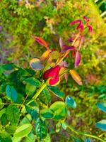 schließen oben von rot Rose auf Ast mit Grün Blätter im das Sommer- Garten. foto