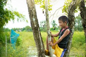 Junge Sitzung auf Baum Gefühl aufgeregt und Herausforderung, asiatisch jung Junge mit Baum, Kind umarmen Baum, Konzept Bildung und Umfeld, Liebe Welt und natürlich, natürlich und Himmel Sonnenuntergang Hintergrund, entspannen. foto