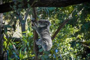 süß Koala auf das Baum das Hintergrund ist ein Wald von Bäume, weich Sonnenlicht. foto