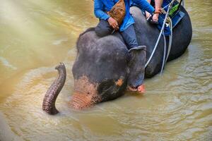 Menschen Reiten Elefanten im das Fluss im das Wald, Gruppe Touristen, Elefant Lager. foto