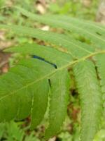 Polypodiophyta Farn Aussehen verlassen im Bokeh foto