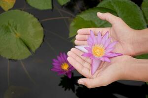 zwei Hand halten schön Lotus Blume Nahansicht auf Lotus Blatt und Wasser Oberfläche Hintergrund im See, Konzept von natürlich und Leben, oben Aussicht Hintergrund, Kopieren Raum. foto