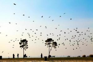 Vögel Tauben fliegen und Menschen am Meer foto