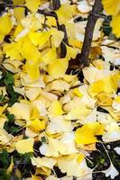 Herbst Herbst trockene Blätter saisonale Flora Konzept foto